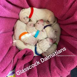 Dalmatian Puppies from Glasscock Dalmatians