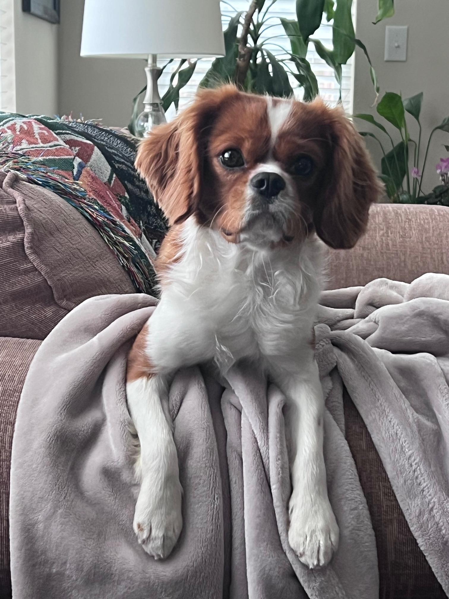 Simba