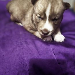 Siberian Husky Puppies from Sierra Pace
