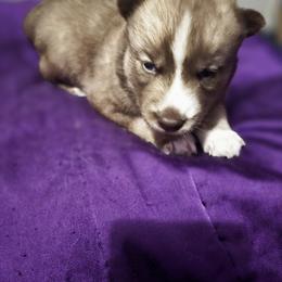 Siberian Husky Puppies from Sierra Pace