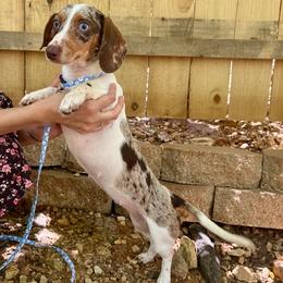 Dolly - Dapple female Dachshund puppy in Mountain Home, Arkansas from The Teacup Homestead Miniature Dachshunds