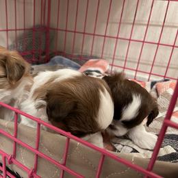 Shih Tzu Puppies from Wood Foo Breeders
