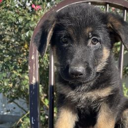Lavendar Girl - German Shepherd puppy from American Viking GSD