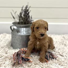 Mufasa - Orange collar - Apricot male Goldendoodle puppy in Arlington, Washington from Anderson Goldendoodles