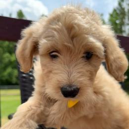 Yellow Collar Boy - Red male Double Doodle puppy in Clarks Hill, South Carolina from Rosie’s Double Doodles
