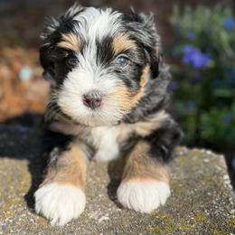 Teal - male Australian Mountain Doodle puppy in Henry, Illinois from Rowe Farms Doodles