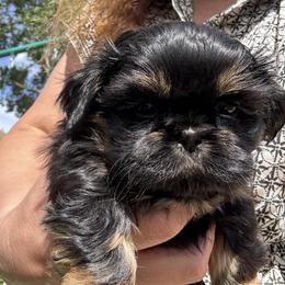 Sunflower - Black and tan male Shih Tzu puppy in Mahtomedi, Minnesota from Winona’s Legacy