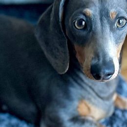 Lena - Dachshund