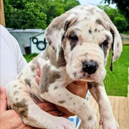 Argyle - Harlequin male Great Dane puppy in Princeton, Indiana from Phantasm Farms