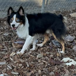 Eros - Miniature Australian Shepherd