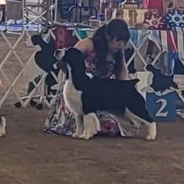 English Springer Spaniel All Grown Up from Karen Fischer
