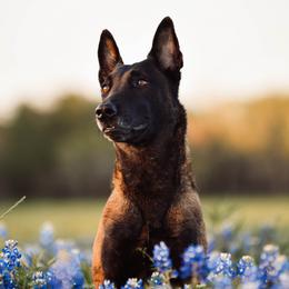 Cosmina - Belgian Malinois