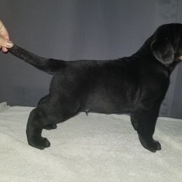 Labrador Retriever Puppies from Debbie Wing