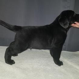 Labrador Retriever Puppies from Debbie Wing