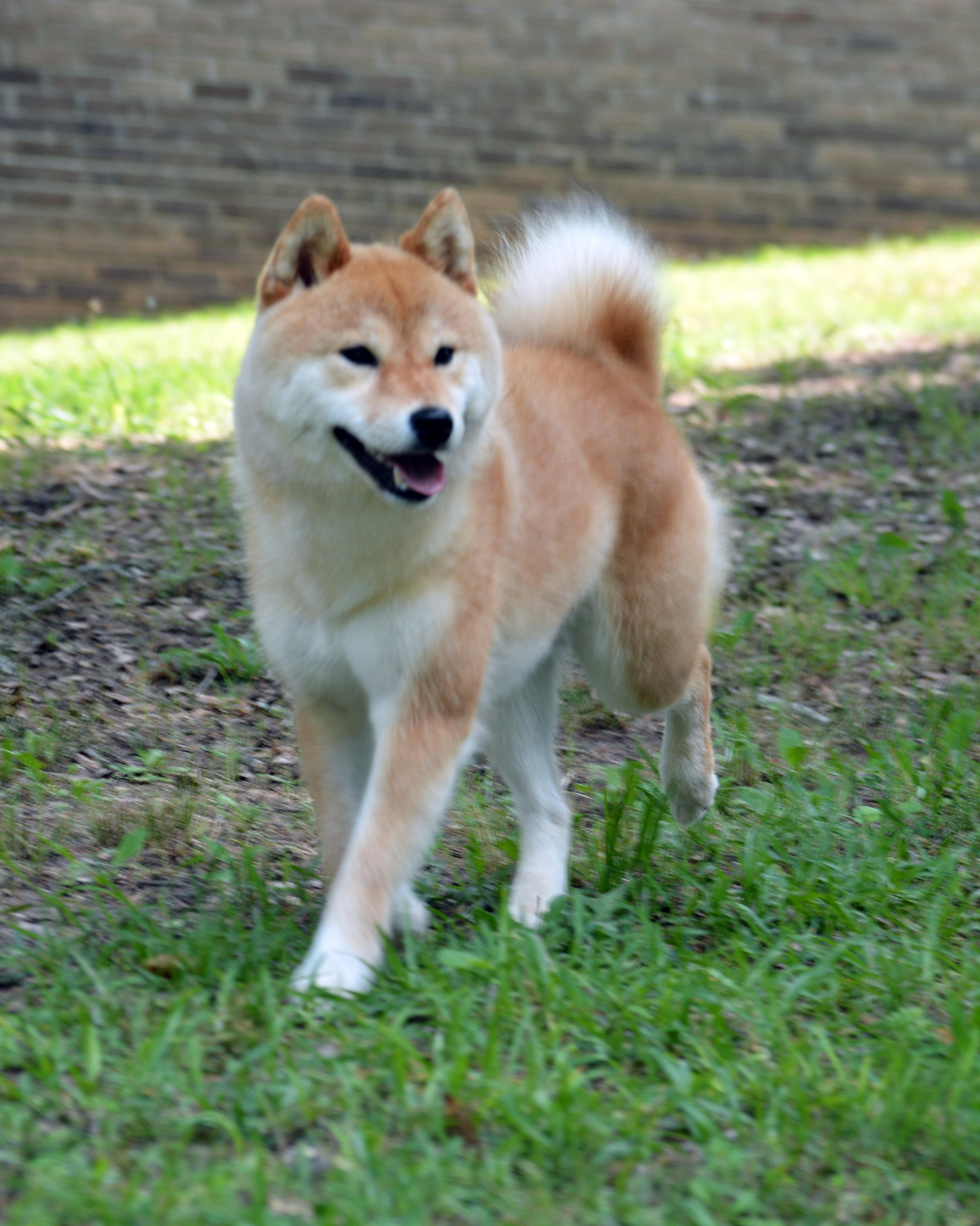 Ember