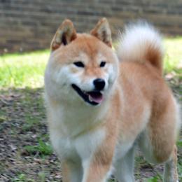 Ember - Shiba Inu