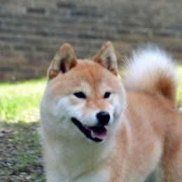 Ember - Shiba Inu