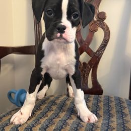 Boy 2 - Brindle male Boxer puppy in Wartburg, Tennessee from Coast to Coast Boxers