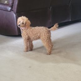 Aussiedoodle, Cavapoo, and Poodle All Grown Up from B&M Cottonwood Canines