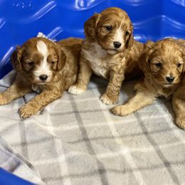 Cavalier King Charles Spaniel, Cavapoo, and Pembroke Welsh Corgi Puppies from Griffins Puppies