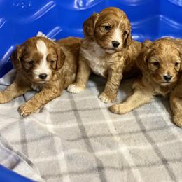 Cavalier King Charles Spaniel, Cavapoo, and Pembroke Welsh Corgi Puppies from Griffins Puppies