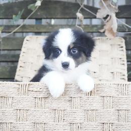 Ruby - Black tri-color female Australian Shepherd puppy in Victoria, Texas from Silvermist Australian Shepherds