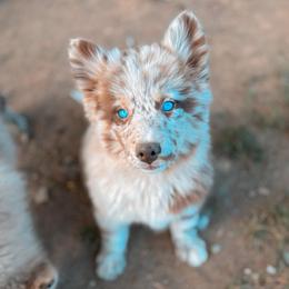 Focaccia - Merle female Pomsky puppy in Cleveland, Ohio from Lake Point Pomskies