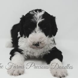 Sheepadoodle Puppies from The Farms Precious Doodles