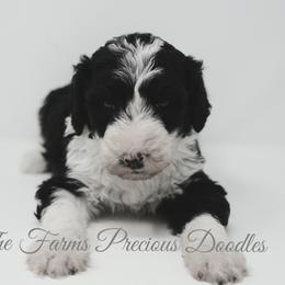 Sheepadoodle Puppies from The Farms Precious Doodles