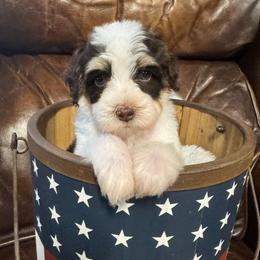 Lucky Charms - Brown and white male Bernedoodle puppy in Rose Hill, North Carolina from Red Door Canines