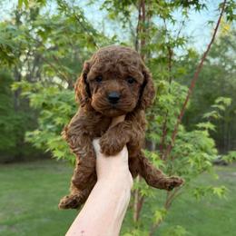 Odin - Red male Cavapoo puppy in Midland, North Carolina from Rocky River Cavapoos