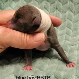 BBTB - Blue male Italian Greyhound puppy in Babson Park, Florida from Quality Italian Greyhounds