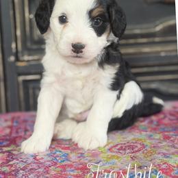 Frostbite - Tri-color male Bernedoodle puppy in Henry, Illinois from Rowe Farms Doodles