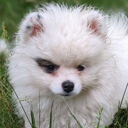 Lefty - Wolf sable Pomeranian puppy in Mc Farland, Wisconsin from TiaZ Poms