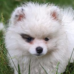 Lefty - Wolf sable Pomeranian puppy in Mc Farland, Wisconsin from TiaZ Poms