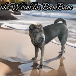 BamBam - Chinese Shar-Pei