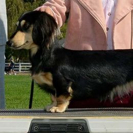 Poppy - Dachshund