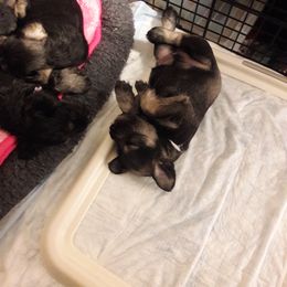 Miniature Schnauzer Puppies from Starbound Miniture Schnauzer's