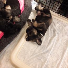 Miniature Schnauzer Puppies from Starbound Miniture Schnauzer's