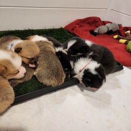 Pembroke Welsh Corgi Puppies from FG's Corgis