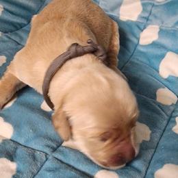 Girl 2 - Golden female Golden Retriever puppy in Saginaw, Michigan from Precious Kennel Retrievers