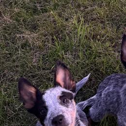 Chevy - Blue speckled male Australian Cattle Dog puppy in Orion, Illinois from Country View Kennel and Training