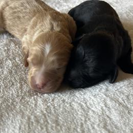 Boy 2 - Black with white markings - Black and white male Cavapoo puppy in Tempe, Arizona from Springerdoodles Plus AZ
