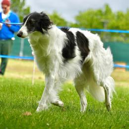 June Bug - Silken Windhound