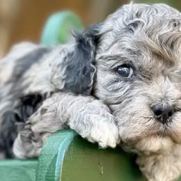Cavapoos from LuxePuppies