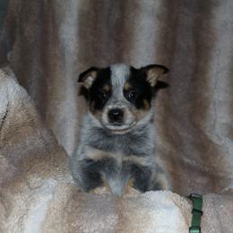 Ares - Blue male Australian Cattle Dog puppy in Colbert, Oklahoma from LoveAHeeler