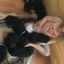 Rottweiler Puppies from Von Witkamp Rottweilers