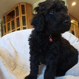 Goldendoodle Puppies from Desert Dream Doodles