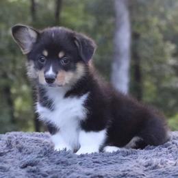 Breeze - Black and tan female Pembroke Welsh Corgi puppy in Fayetteville, Arkansas from Intergalactic Corgis