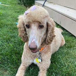 Kandy - Poodle